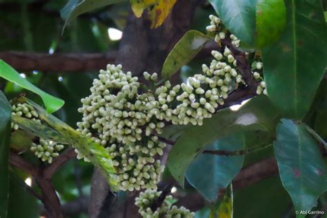 The Philippines’ Lipote – Syzygium polycephaloides .
